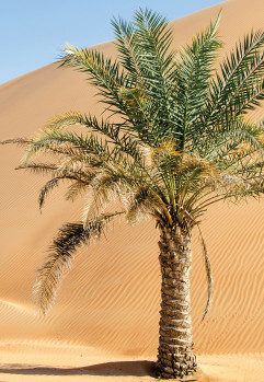 Uncovering the Mystery of Date Palm Wilt in UAE